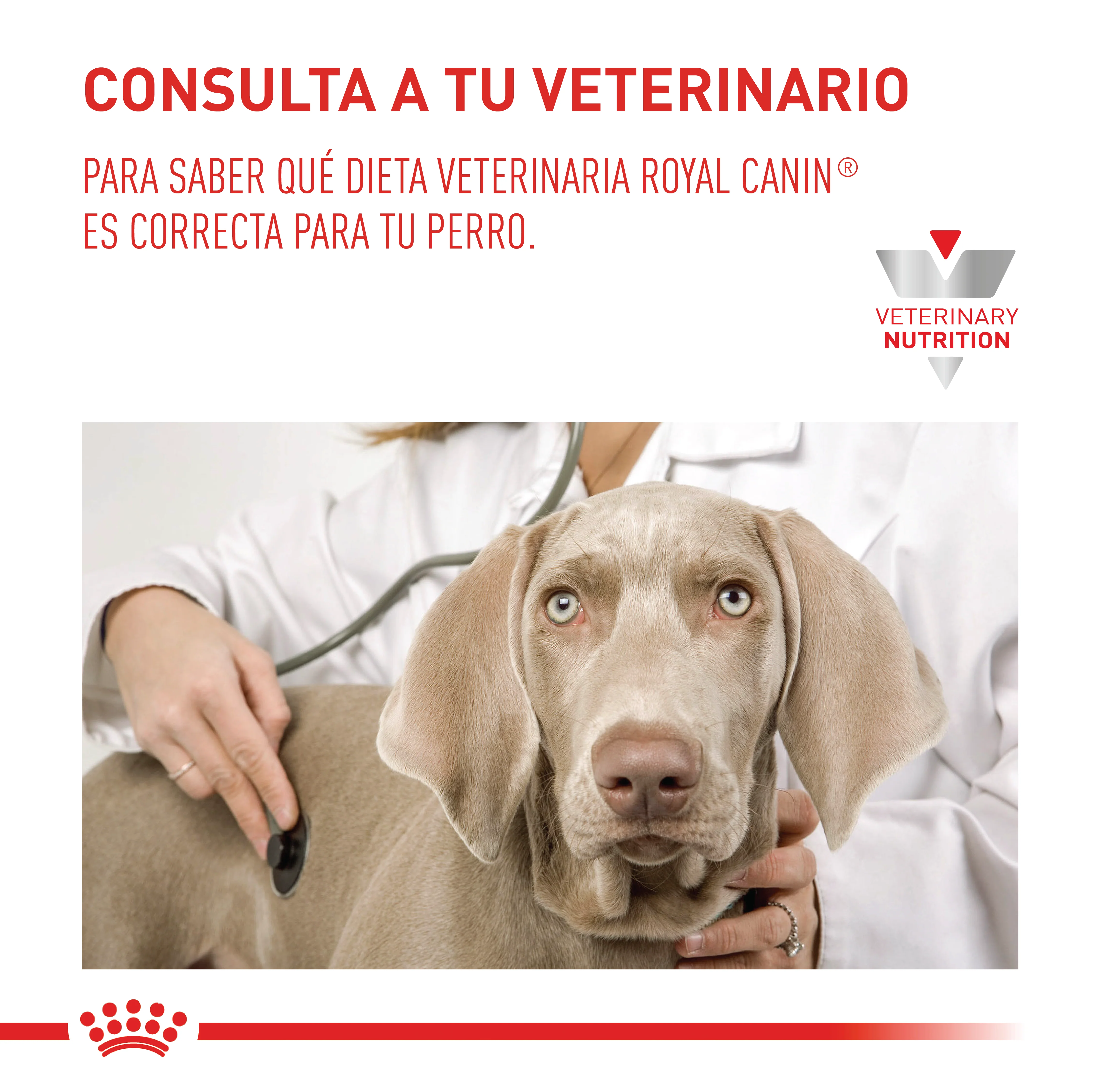 Royal Canin Anallergenic Perro x 3 kg - Image 2