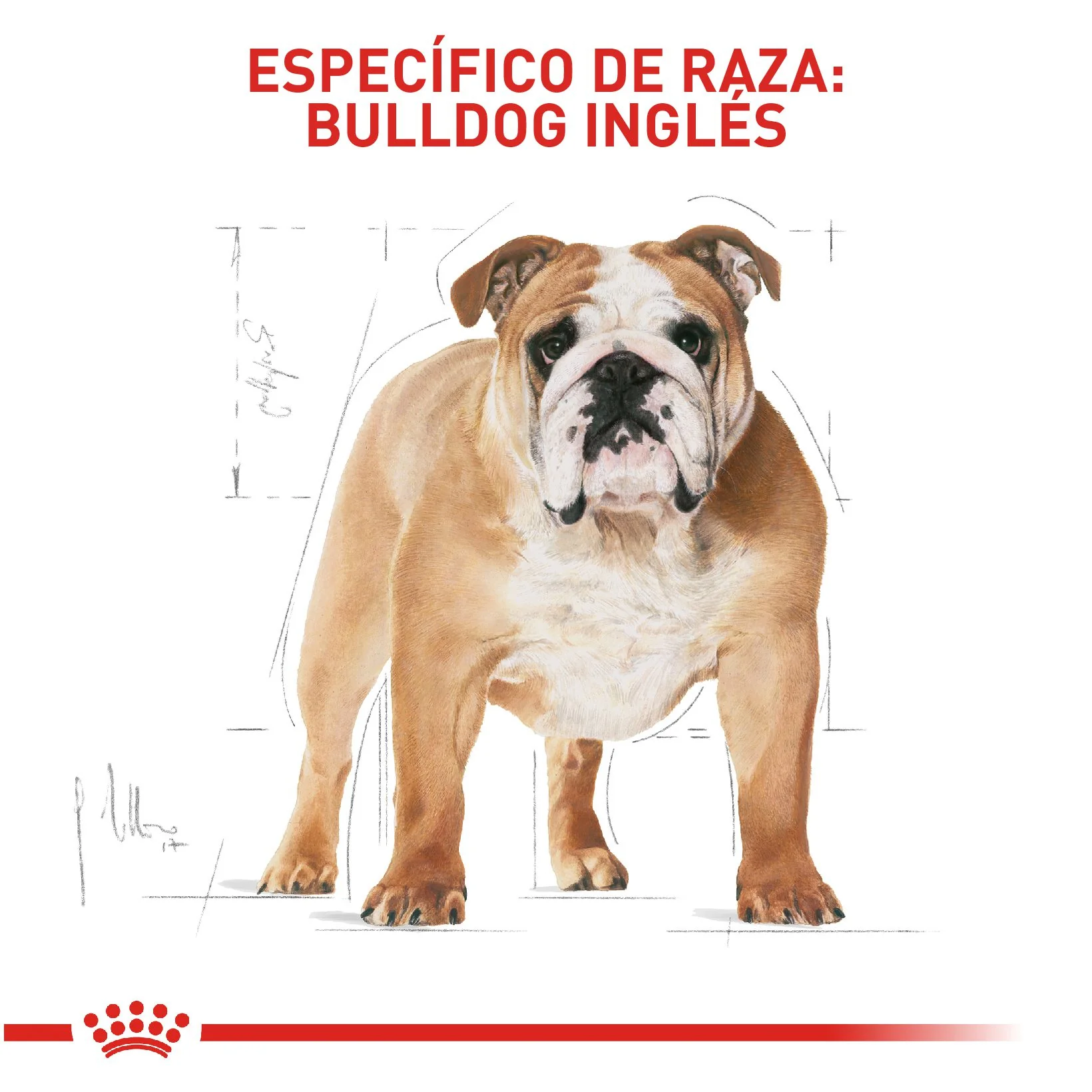 Royal Canin Bulldog Inglés Adulto - Image 4