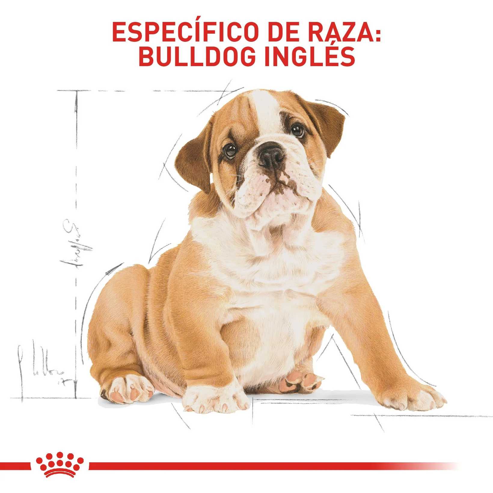 Royal Canin Bulldog Inglés Cachorro - Image 6