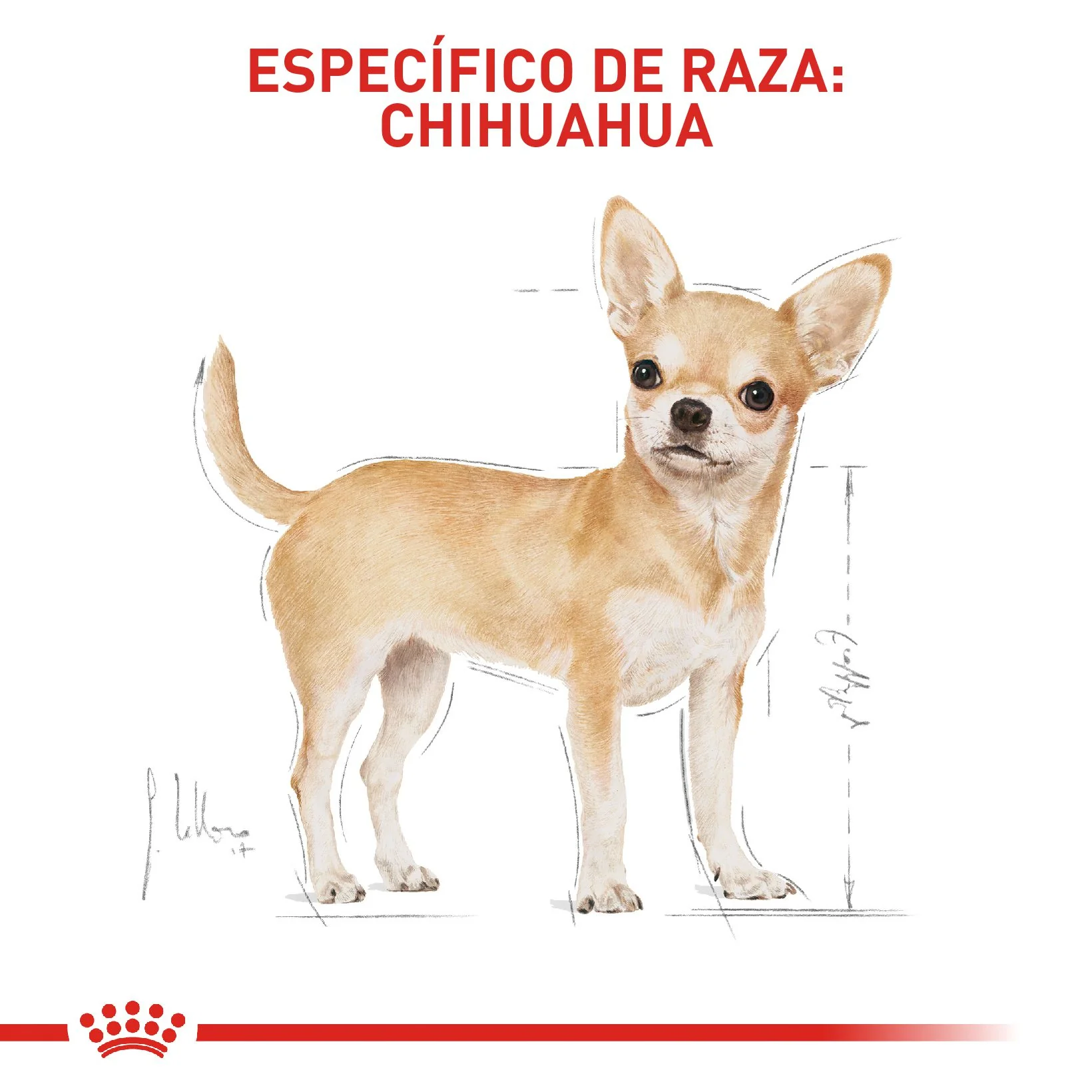 Royal Canin Chihuahua Adulto - Image 3