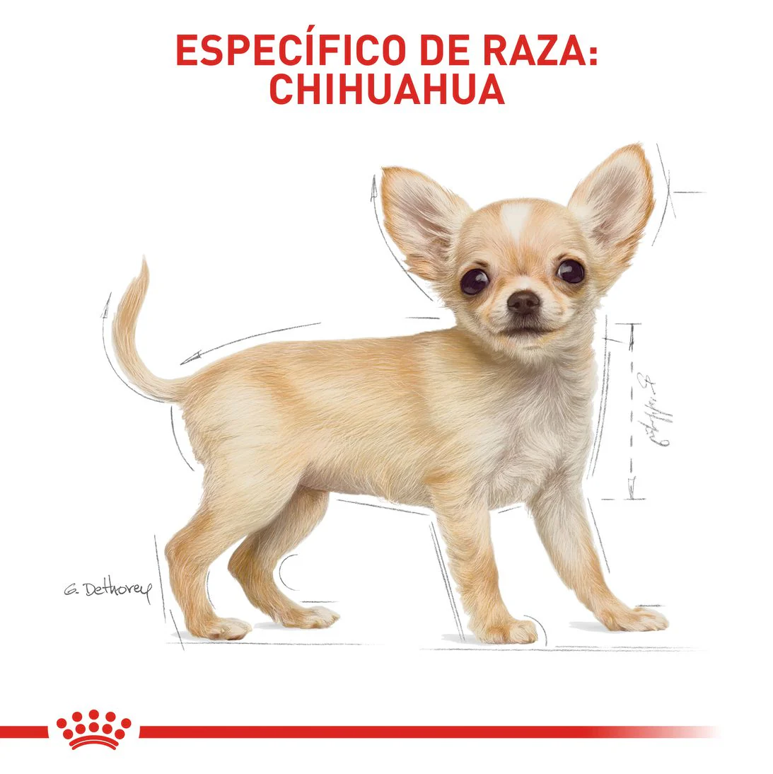 Royal Canin Chihuahua Puppy x 1.13kg - Image 5