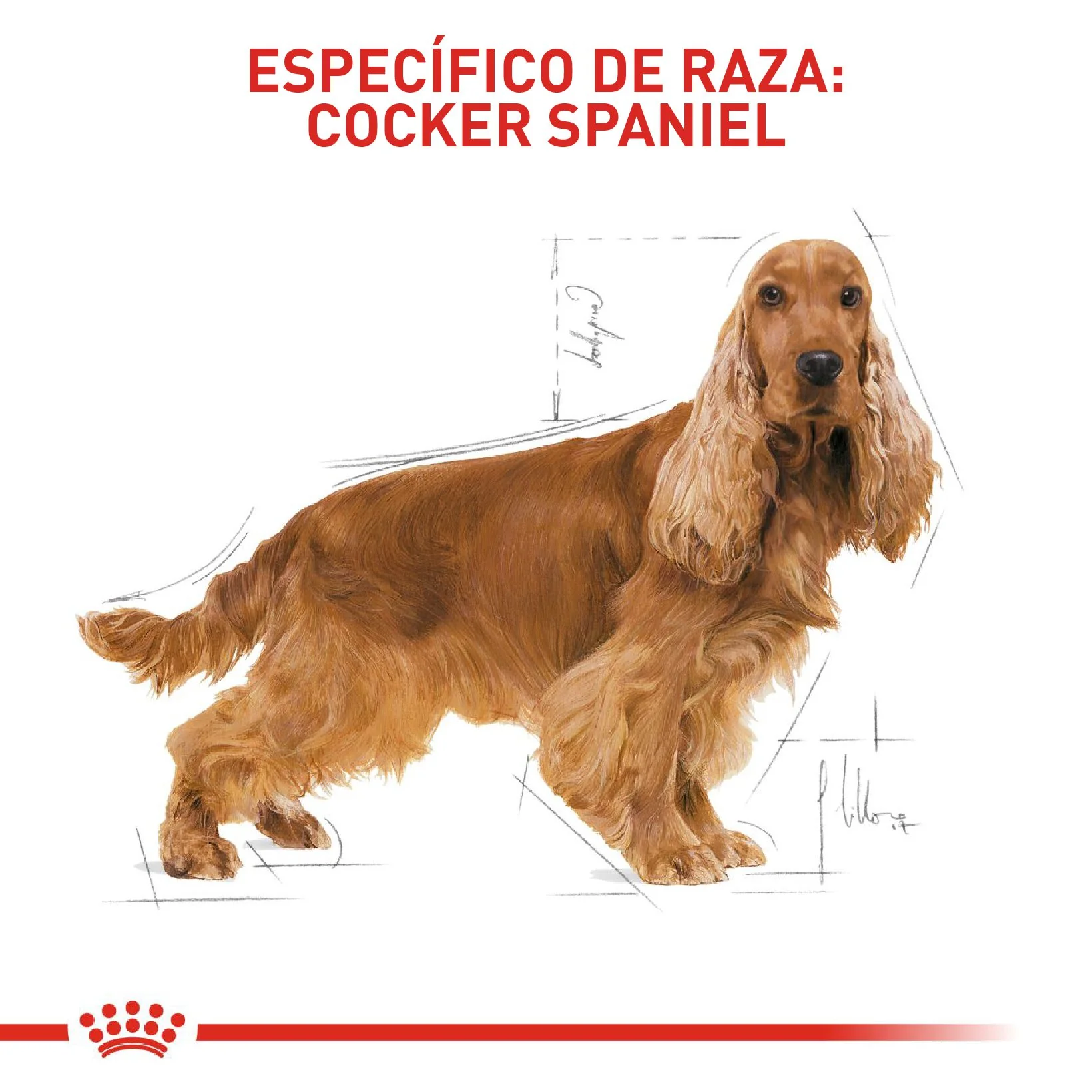 Royal canin cocker adulto 3 kg - Image 4