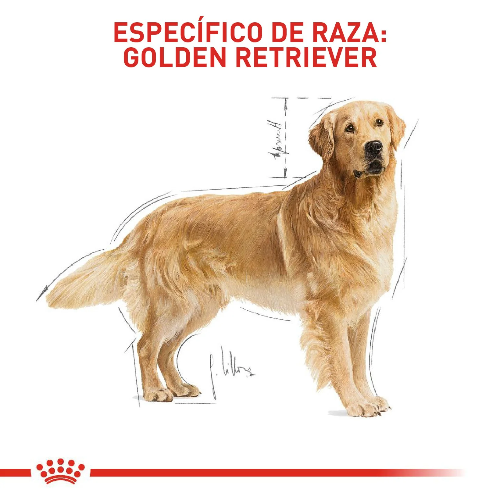 Royal Canin Golden Retriever Adulto x 13.6 kg - Image 4