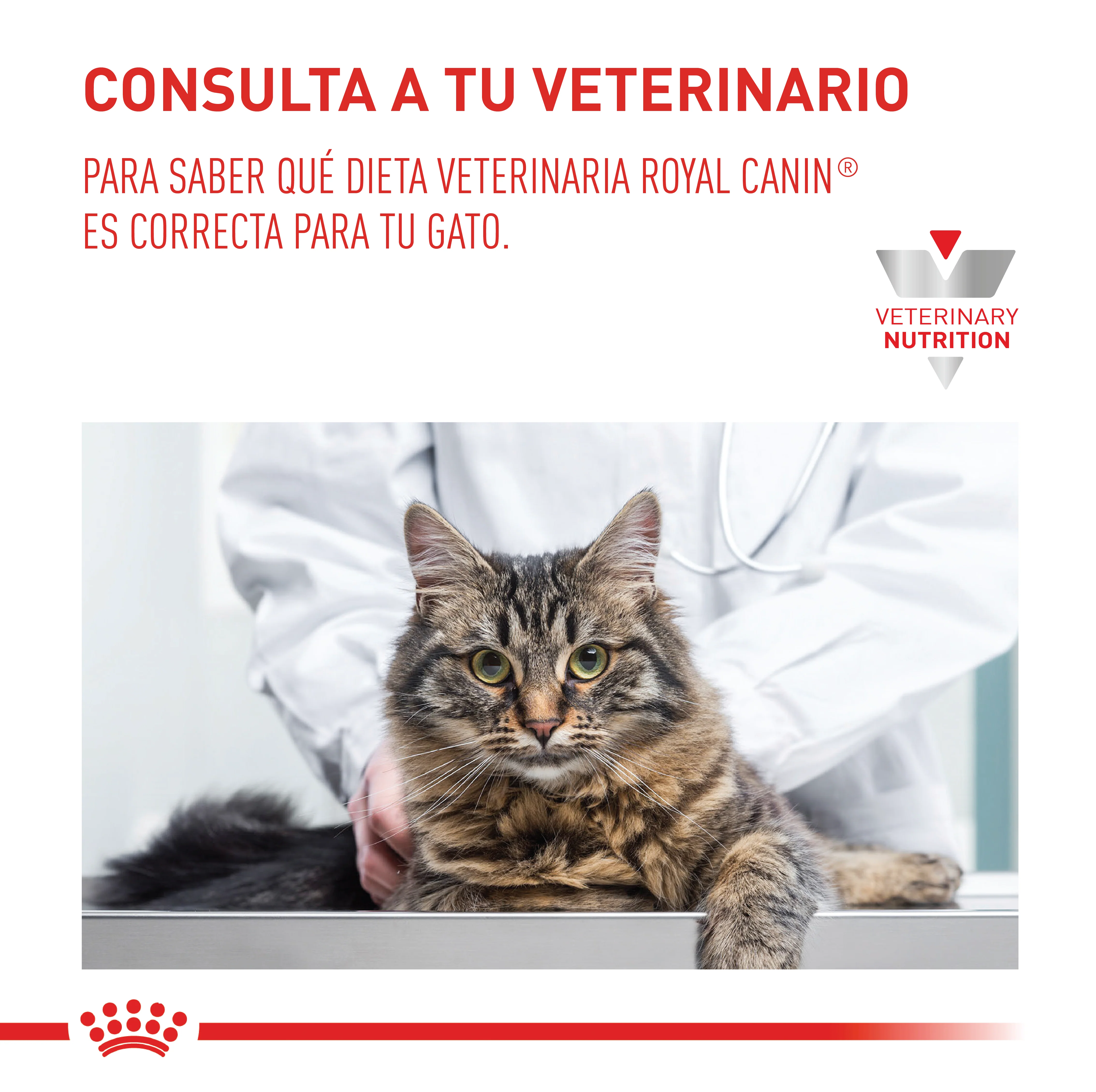 Royal Canin Hepatic Gato x 2 kg - Image 2