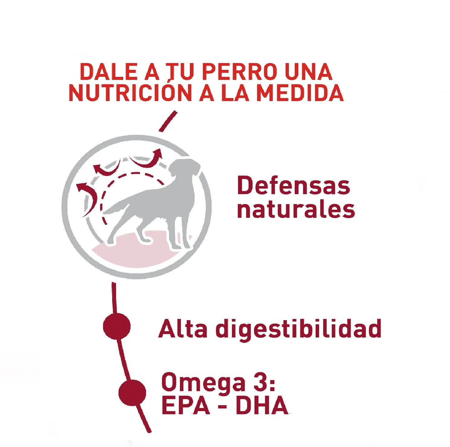 Royal Canin Medium Adulto x 4 kg - Image 3