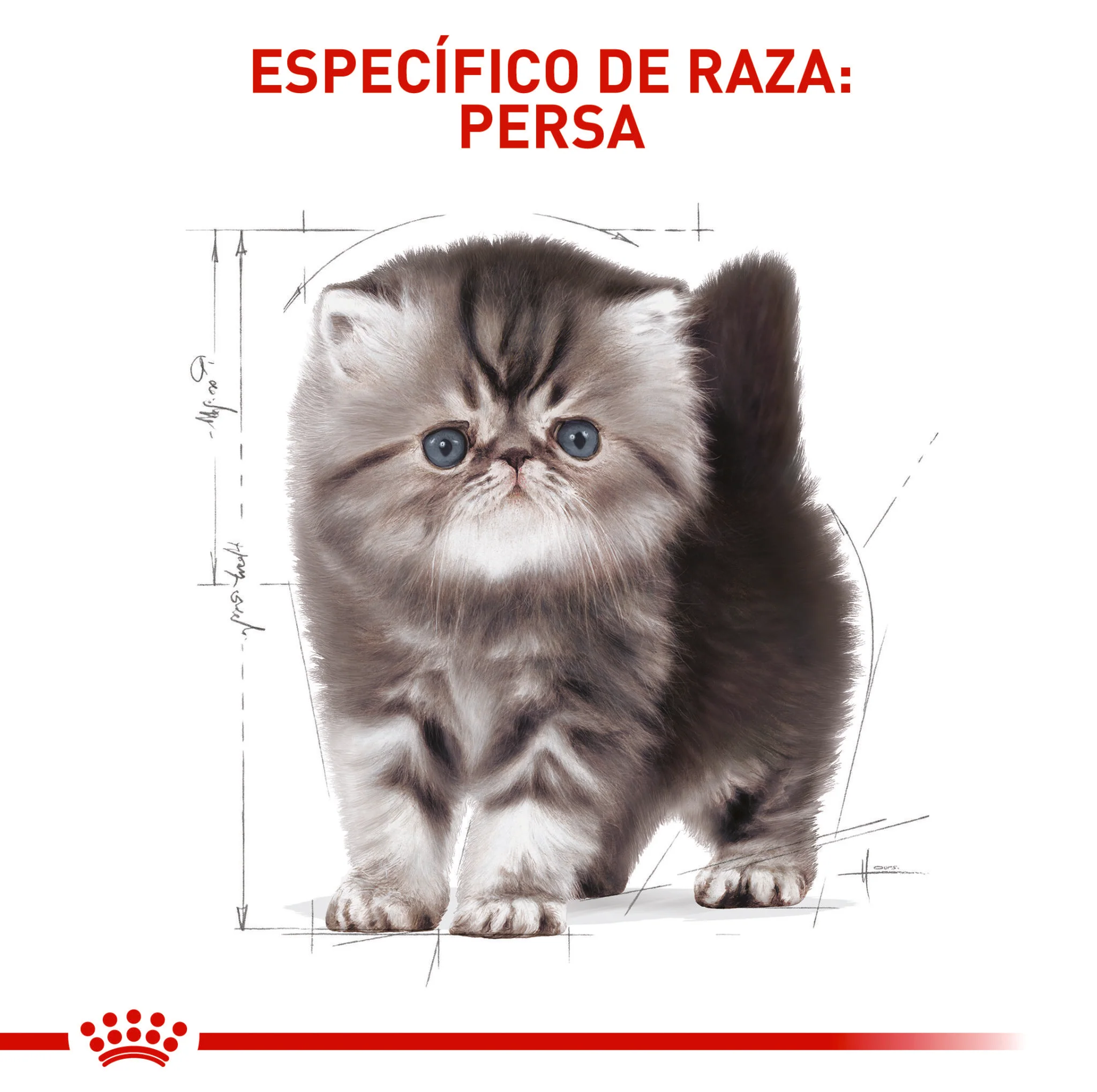 Royal Canin Persa Kitten x 2 kg - Image 5
