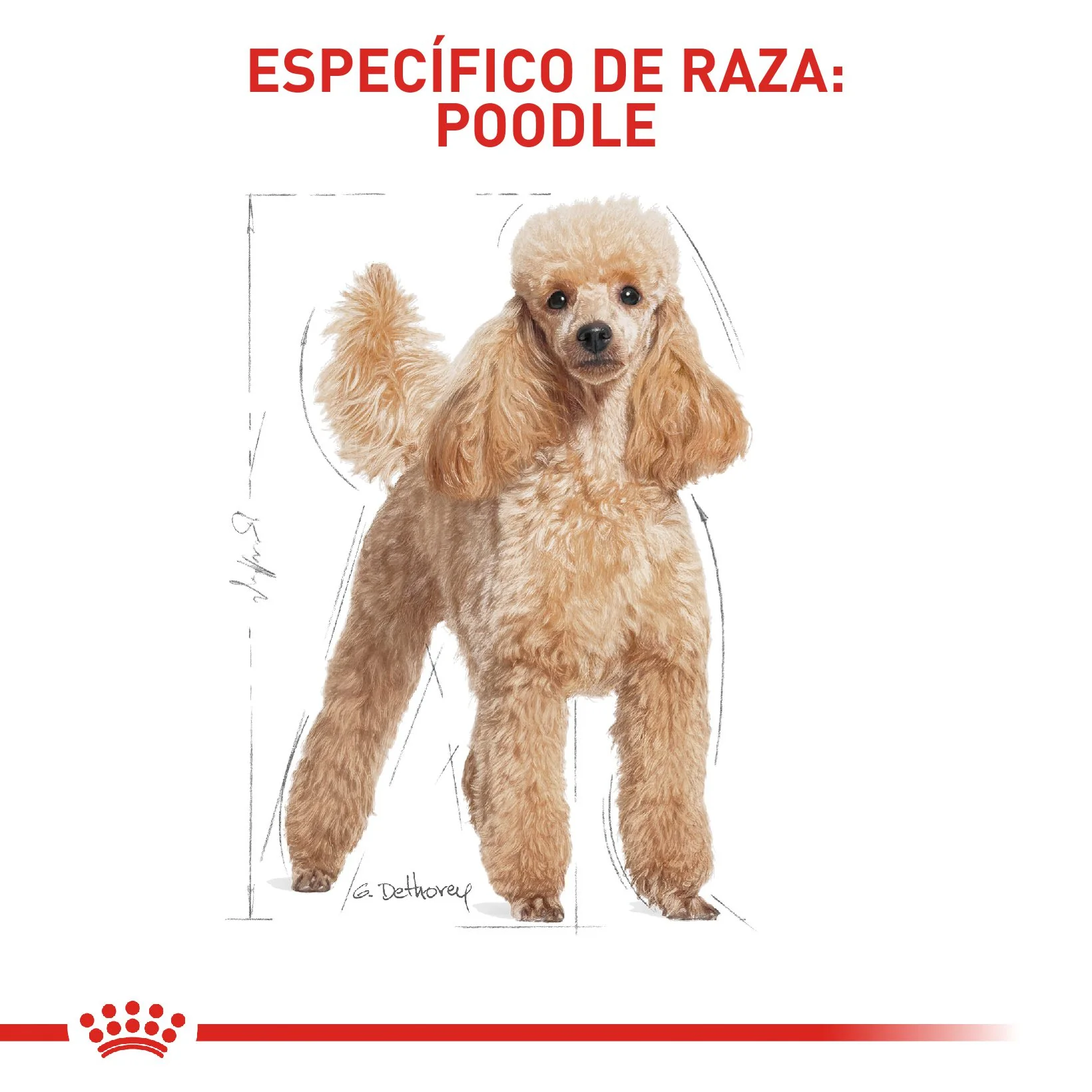 Royal Canin Poodle Adulto x 1.5 kg - Image 4