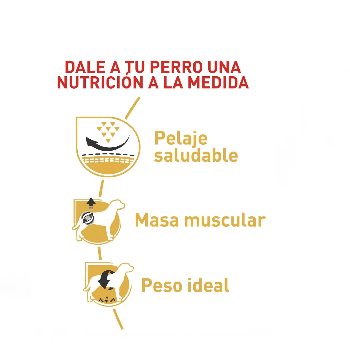Royal Canin Pug Adulto x 3 kg - Image 2