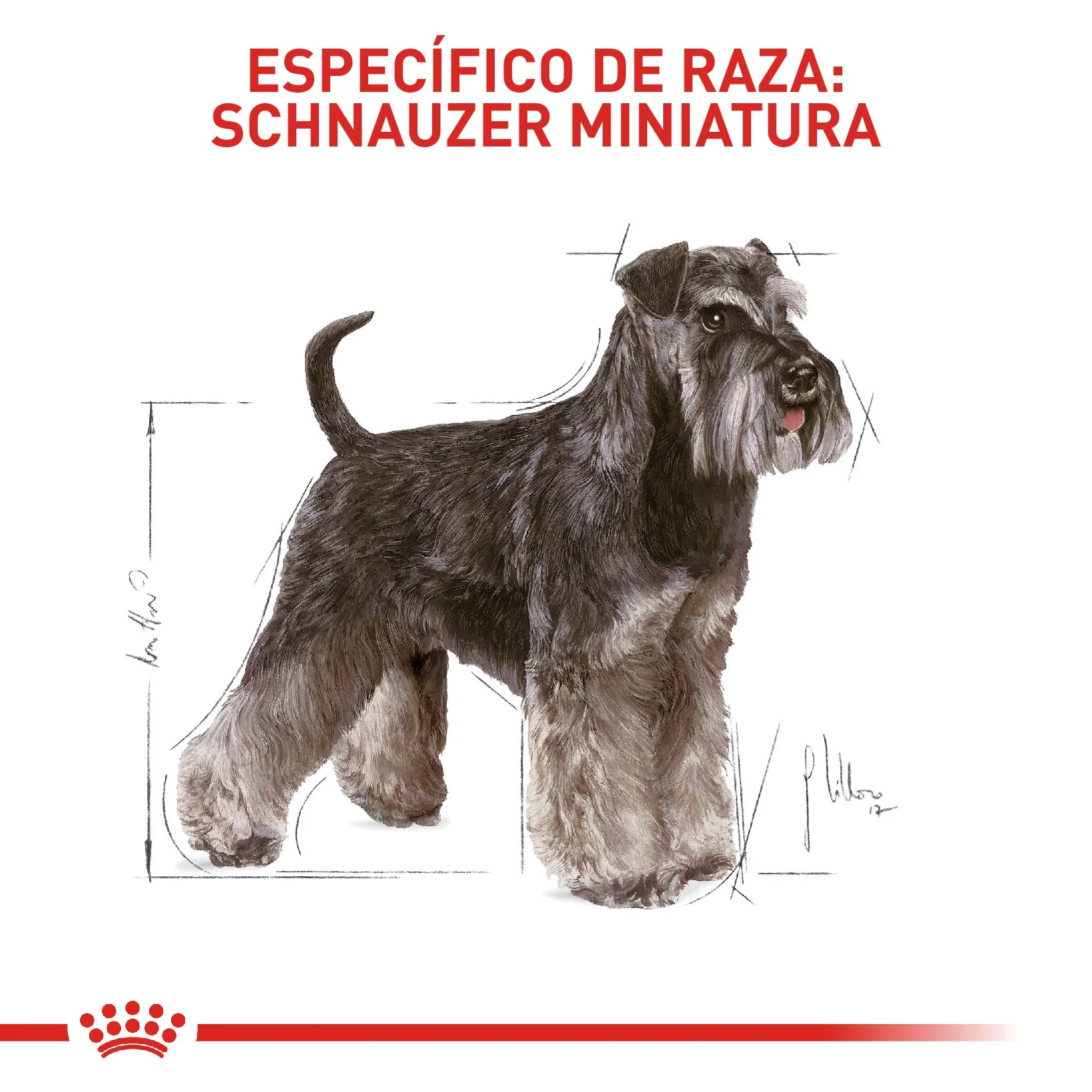 Royal Canin Mini Schnauzer Adulto x 4.5 kg - Image 3