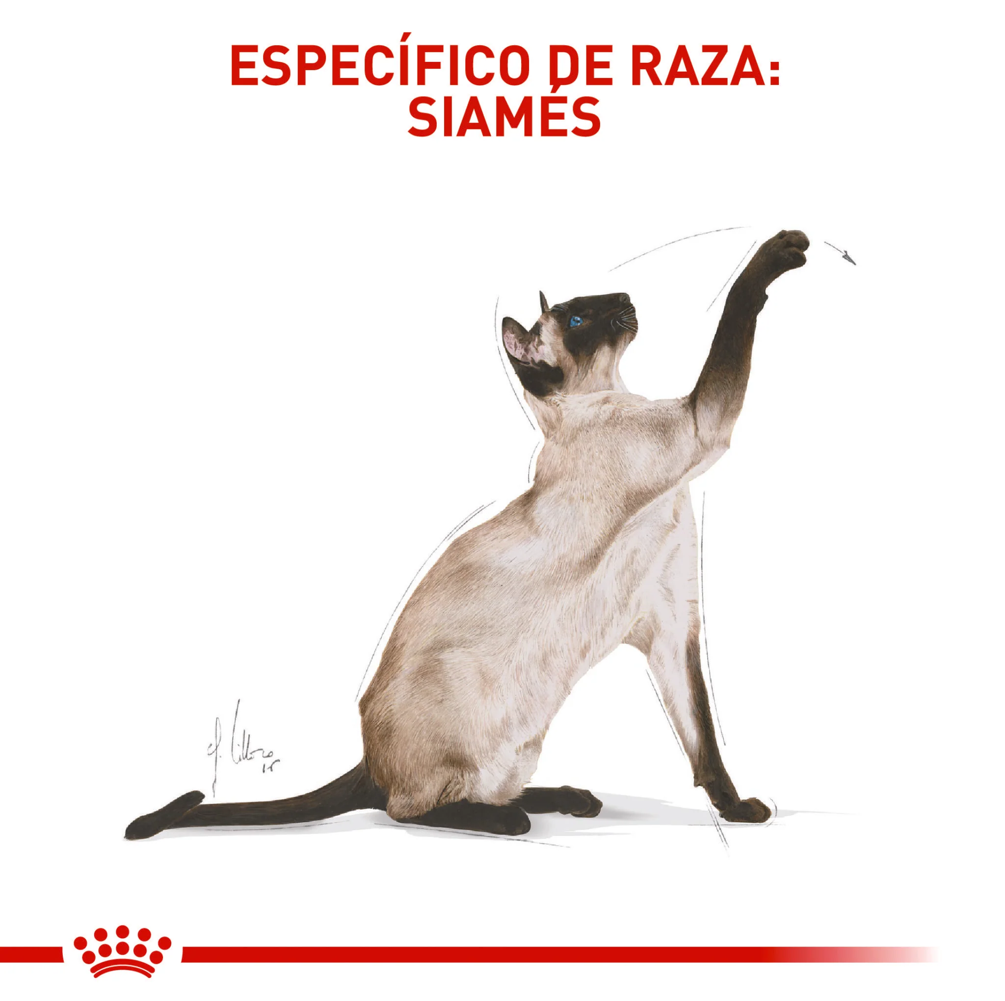 Royal Canin Siamés x 2 kg - Image 4