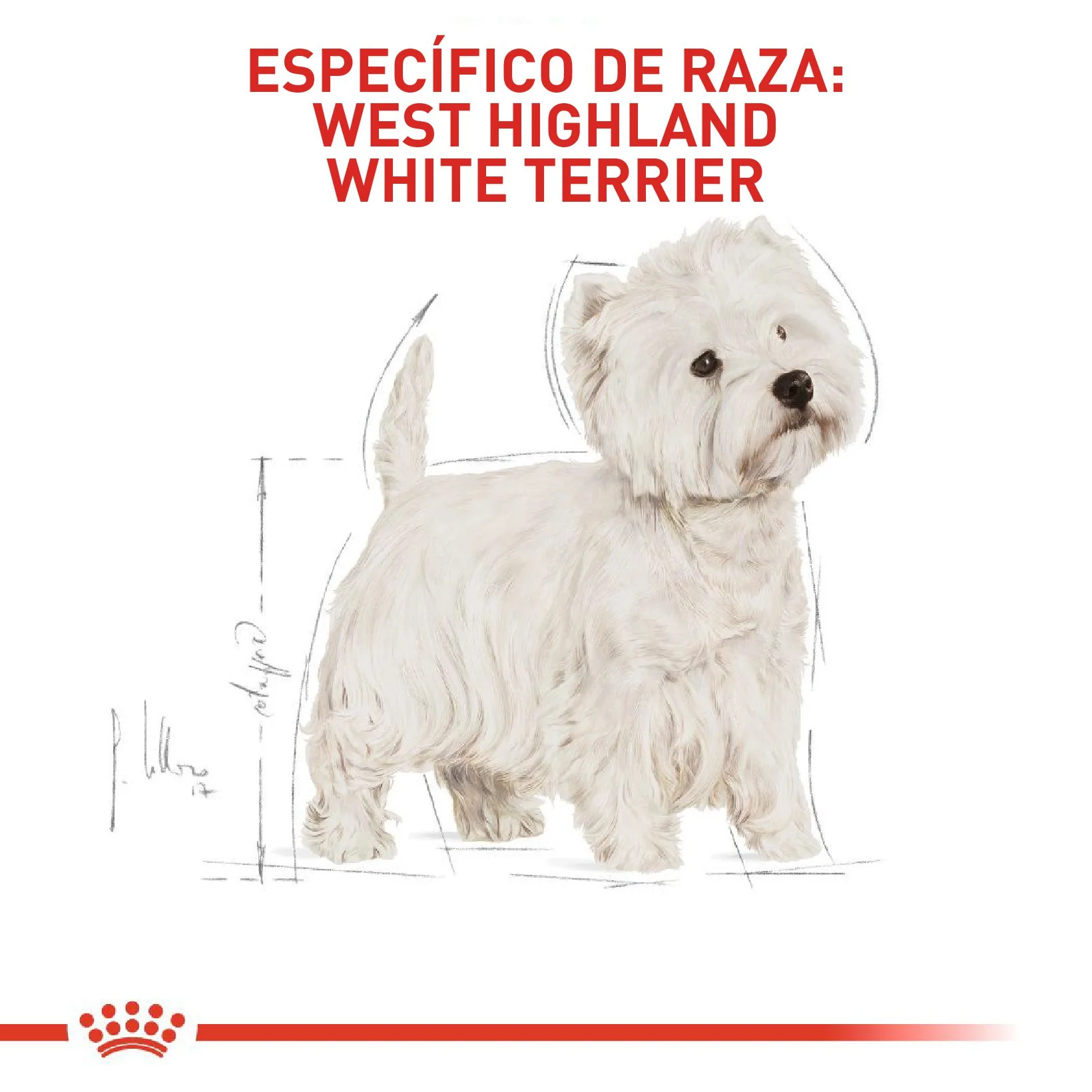 Royal Canin West Highland White Terrier Adulto x 3 kg - Image 3