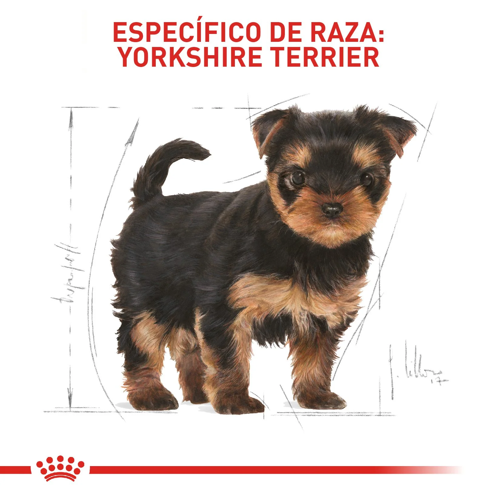 Royal Canin Yorkshire Terrier Cachorro x 1.13 kg - Image 4